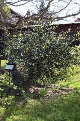 Poncirus trifoliata - citronečník trojlistý - celek 1